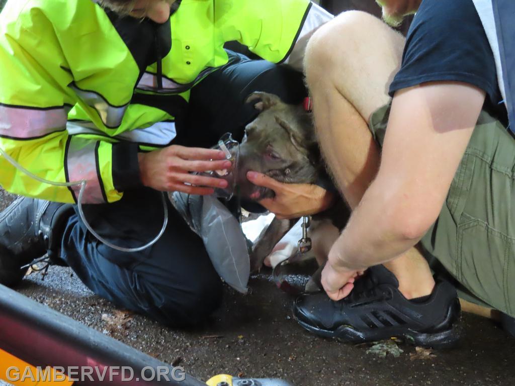 EMS personnel provide oxygen to the homeowner's dog which was rescued from the basement of the house.