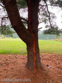 Visible burns on the tree.